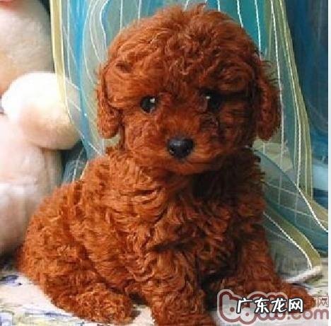 如何区分vip和火锅串串