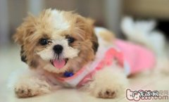 警醒！狗贩十大阴招