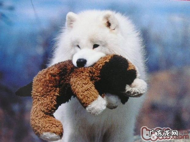 小狗毛绒娃娃的选择常见问题