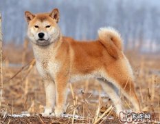 柴犬是啥种类？