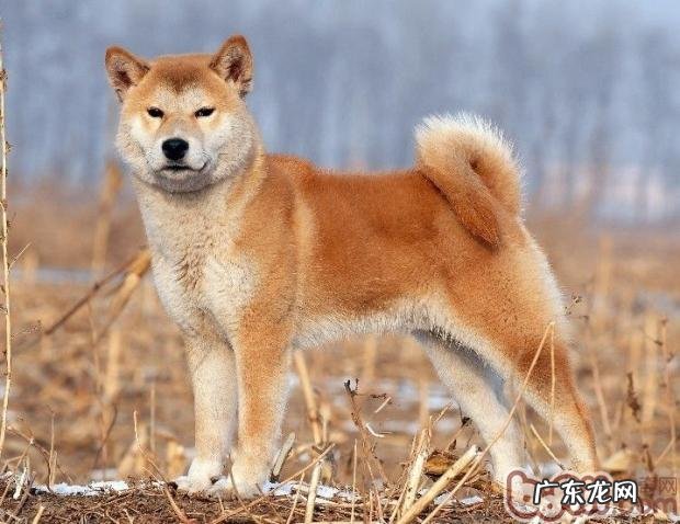 柴犬是啥种类？