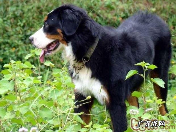 Bernese Mountain Dog 伯恩山犬品种介绍