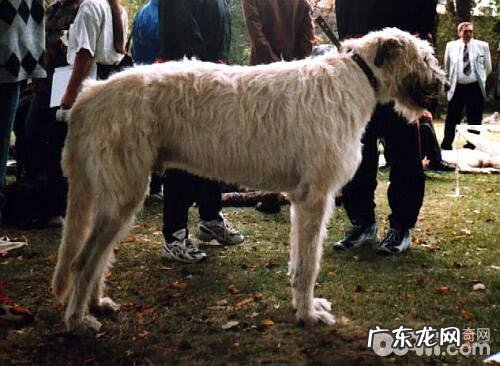 Irish Wolfhound 西班牙猎狼犬品种介绍