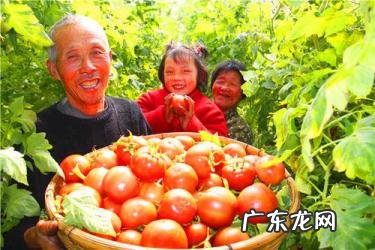 农业如何致富?特色农业致富项目