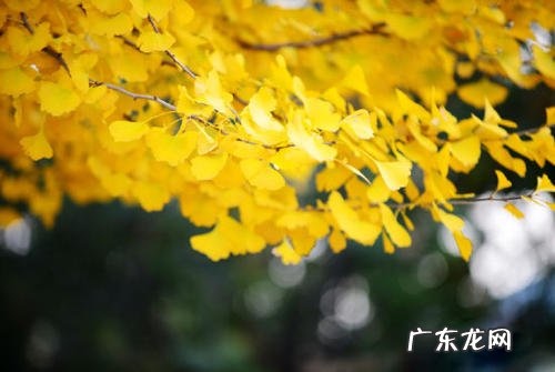 关于银杏叶的唯美文案 适合银杏叶的文案