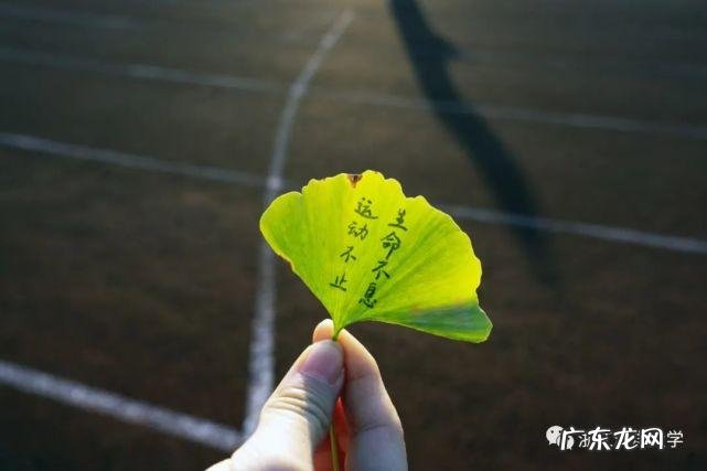 关于银杏叶的唯美文案 适合银杏叶的文案