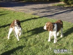 English Springer Spaniel 美国史宾格犬品种介绍