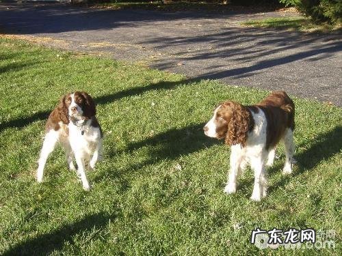 English Springer Spaniel 美国史宾格犬品种介绍