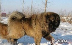 非纯种高加索犬特点及怎样选择