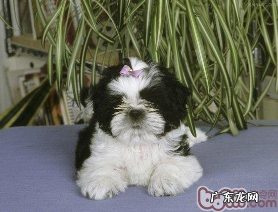 小狗有臭脚应该怎么办