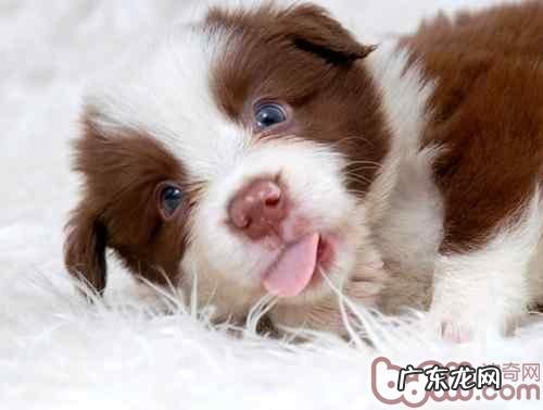 恰当清除宠物犬眼边的废弃物