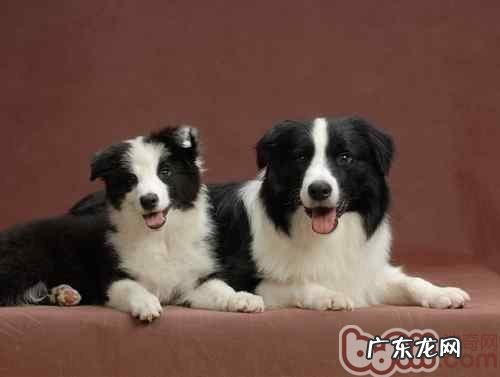 边境牧羊犬头发的整理方式