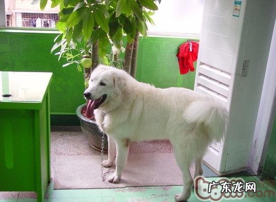 大型犬的身心健康喂养管理条例