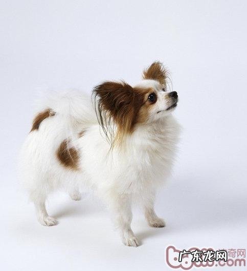 有关蝴蝶犬种类材料详细介绍