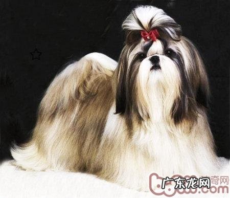 避免 小狗常常掉头发的小方法