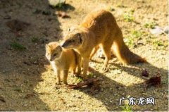 黄鼠狼用什么方法可以消灭它 怎么赶走黄鼠狼妙招