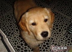 金毛狗狗冼澡选哪些沐浴乳好