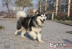 阿拉斯加犬身体语言大曝光