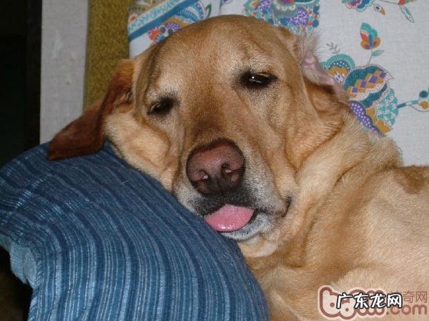 小宠物家庭氛围除臭方式