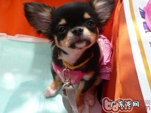 不必有机化学灭虫剂除虫的药方