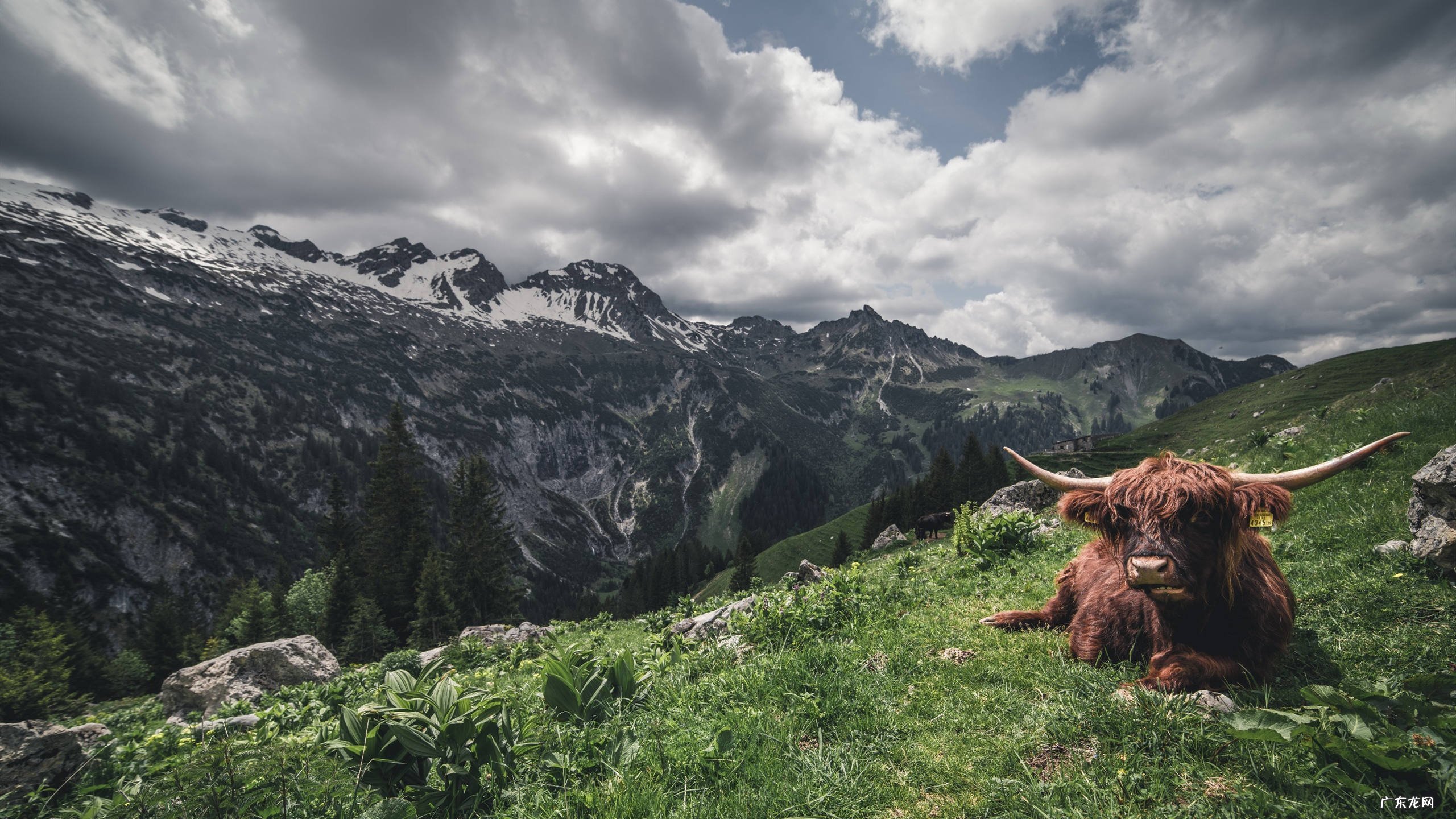 鶽的生活习性?它吃什么?