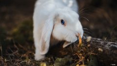 如何做到合理膳食和保持良好的生活习惯