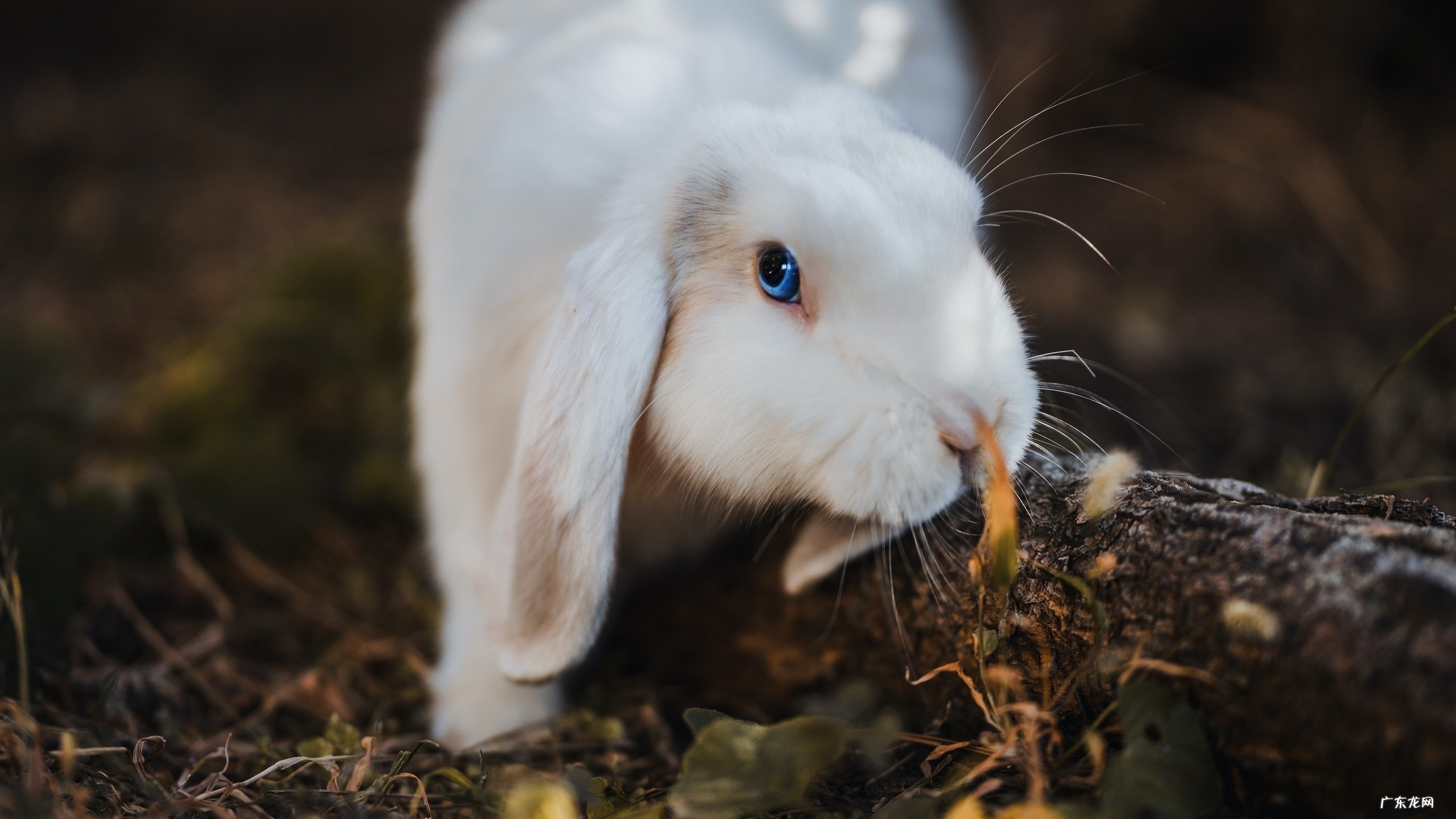 如何做到合理膳食和保持良好的生活习惯