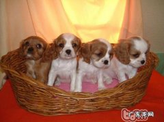 海外针对宠物活体繁育者的归类