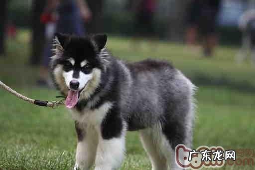 怎样给阿拉斯加犬雪橇犬修指甲