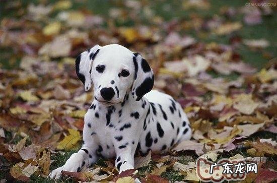 斑点狗平时保养包含什么內容