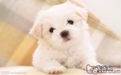 比熊和泰迪如何差别及喂养