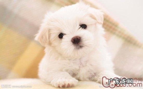 比熊和泰迪如何差别及喂养