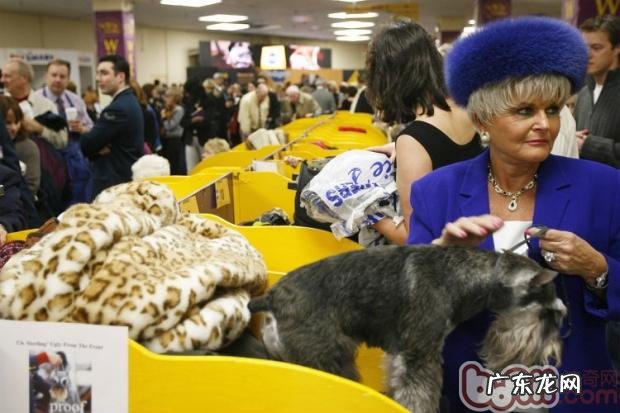 英国西敏寺犬展常见专业术语中英对照