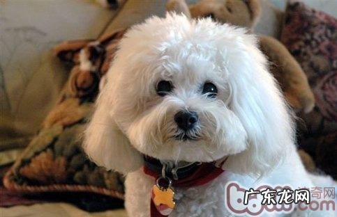 比熊的优优势与劣势