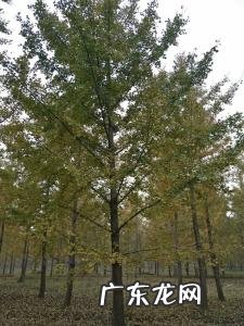 潍坊古银杏树 山东潍坊银杏树