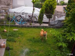 什么减肥药副作用小 现在什么减肥产品好 。无副作用不反弹