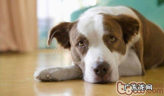 让宠物犬性格外向起來方法