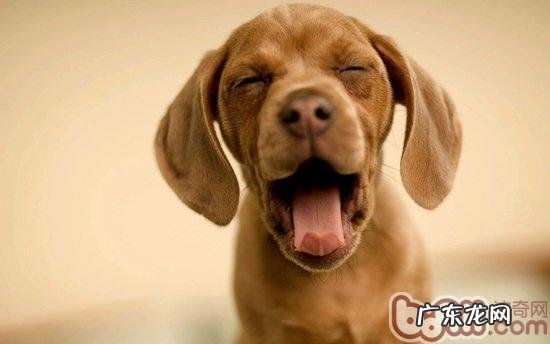 拉布拉多犬的口腔护理基本常识