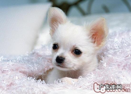 酵母片能够医治宠物狗跳蚤