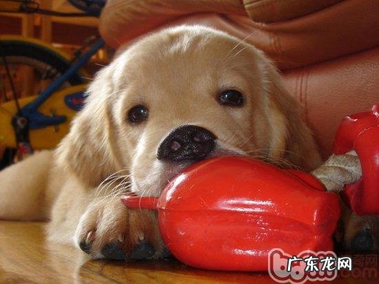 让小狗用餐不会改变脏的三个方法