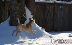 如何防止小狗健身运动中遭受损害