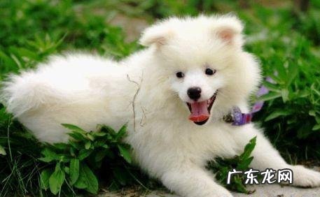 认熟不怕生的日本国萌犬小银狐