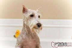小狗洗澡的目地和适合的時间