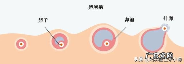 排卵药在月经第六天吃可以吗