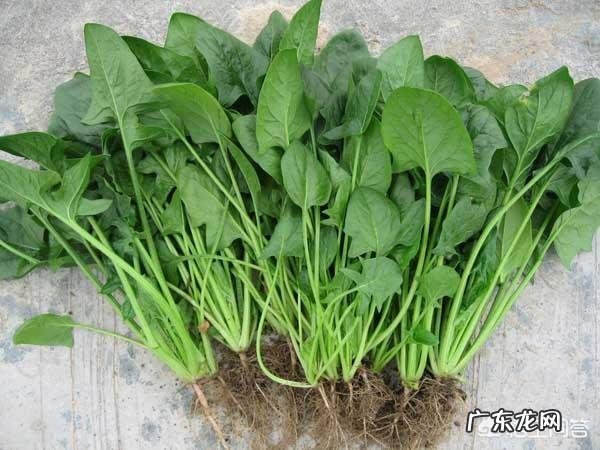 抗阻力运动有哪些高血压患者如何做抗阻力运动