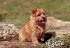 要用适合的软毛刷给小狗梳毛