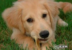 小狗可以吃的素餐详细介绍