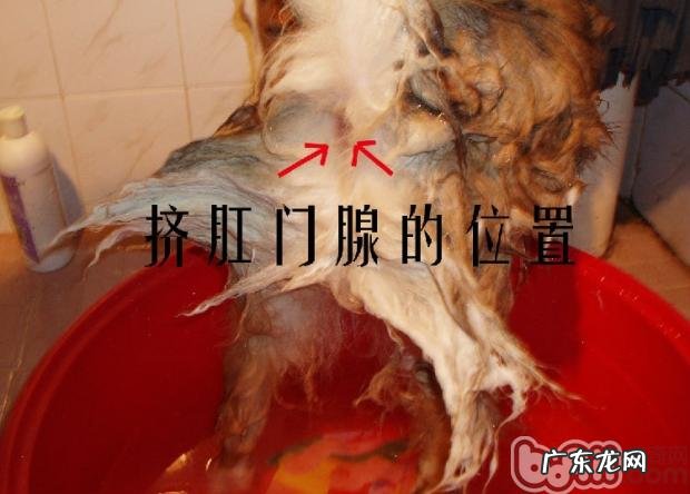 狗狗肛门腺的查验的必要性