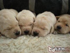 民俗对小狗催奶汤秘方强烈推荐