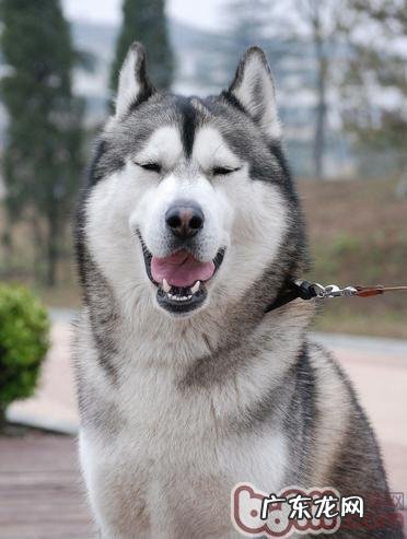 选择小狗前先掌握种类的狗合适你